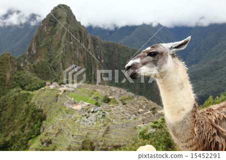 Machu Picchu Machu Picchu 15452291