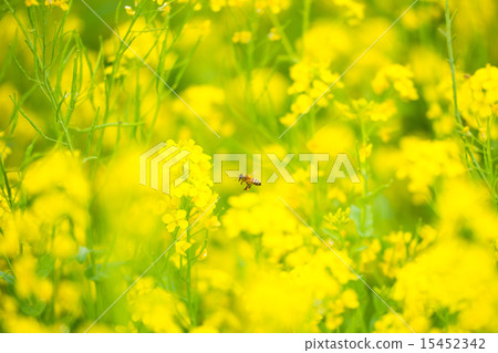 蜜蜂和強姦開花 蜜蜂和強姦開花 15452342