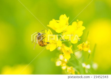蜜蜂和強姦開花 蜜蜂和強姦開花 15452343