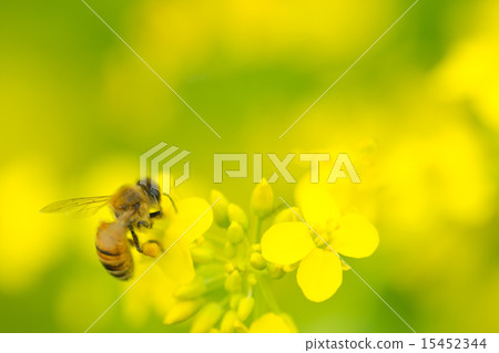 蜜蜂和強姦開花 蜜蜂和強姦開花 15452344