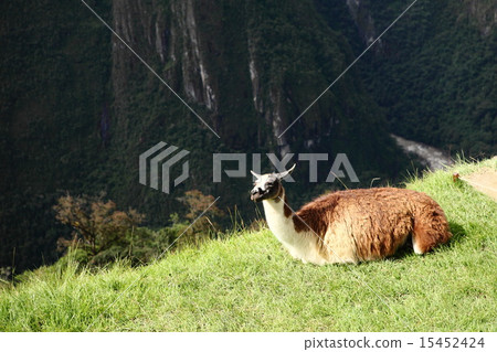 馬丘比丘 馬丘比丘 15452424