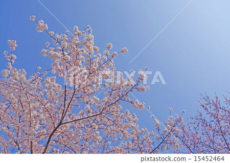 Cherry blossoms in full bloom in 2015 Cherry blossoms in full bloom in 2015 15452464