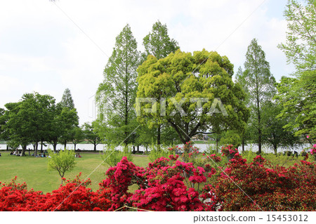Tatebayashi杜鵑花節 Tatebayashi杜鵑花節 15453012