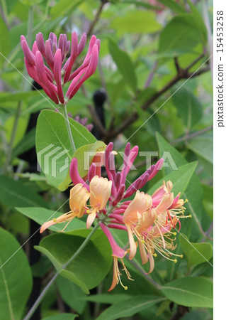 Honeysuckle flowers and buds Honeysuckle flowers and buds 15453258