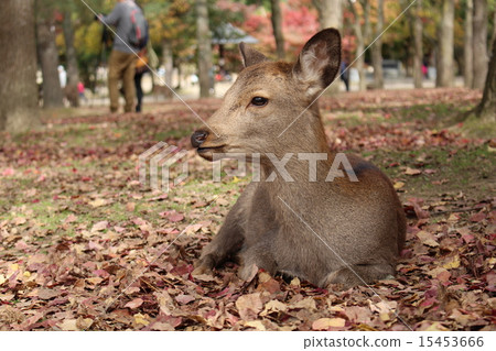 Nara Park Nara Park 15453666