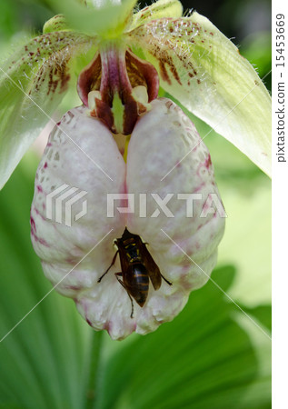 看跌熊和蜜蜂 看跌熊和蜜蜂 15453669