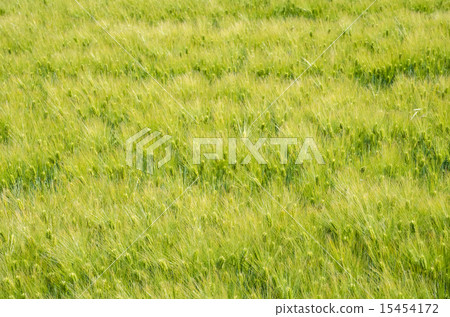 Wheat field 15454172