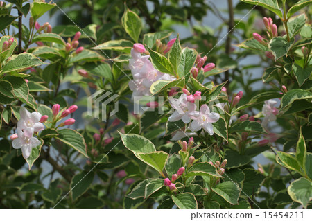 Flowers and buds of variegated tannyugi Flowers and buds of variegated tannyugi 15454211