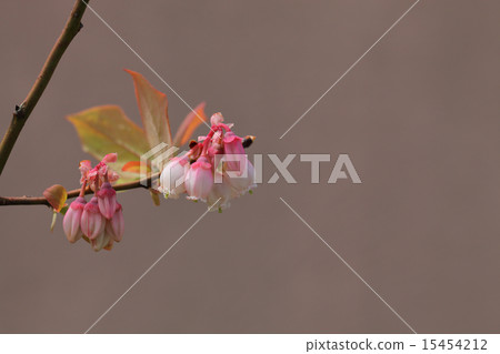 藍莓花和芽 15454212