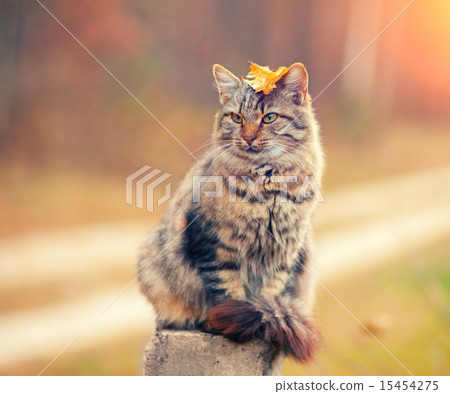 Siberian cat sitting on a wooden post Siberian cat sitting on a wooden post 15454275