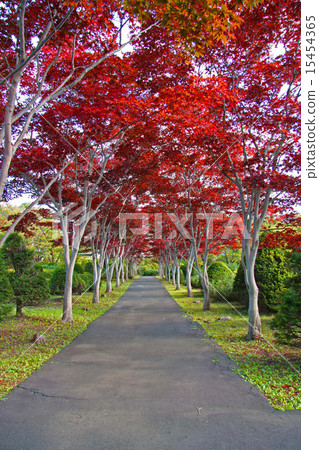 Nomuramo Misi綠樹成蔭的大道（垂直） 15454365