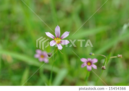  Niwazeki Show（花園虹膜） 15454366