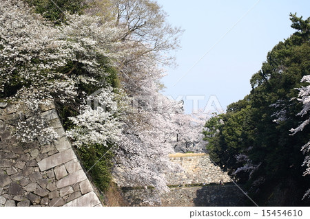 [Full bloom cherry blossoms in the blue sky and moat of Nagoya Castle] 15454610