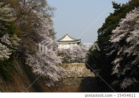 [Full bloom cherry blossoms in the blue sky and moat of Nagoya Castle] 15454611