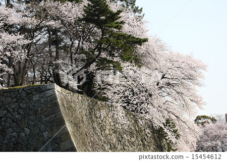 [名古屋城的藍天和護城河的櫻花盛開] 15454612