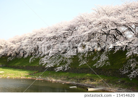 [Full bloom cherry blossoms in the blue sky and moat of Nagoya Castle] 15454620