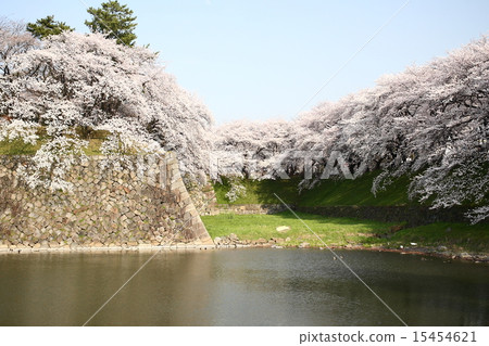 [Full bloom cherry blossoms in the blue sky and moat of Nagoya Castle] 15454621