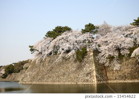 [Full bloom cherry blossoms in the blue sky and moat of Nagoya Castle] 15454622