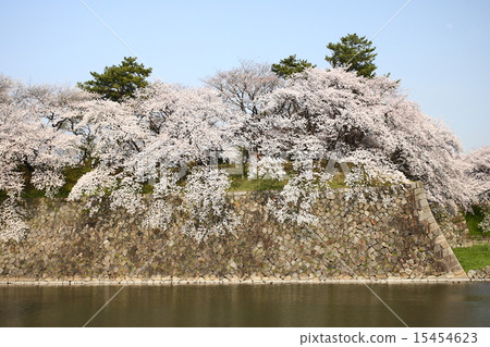 [Full bloom cherry blossoms in the blue sky and moat of Nagoya Castle] 15454623