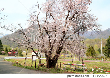 Cherry Blossoms Cherry Blossoms 15455823