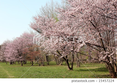 櫻桃樹 櫻桃樹 15457224