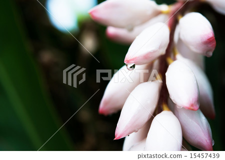 Moon peach blossoms · Okinawa flowers Moon peach blossoms · Okinawa flowers 15457439