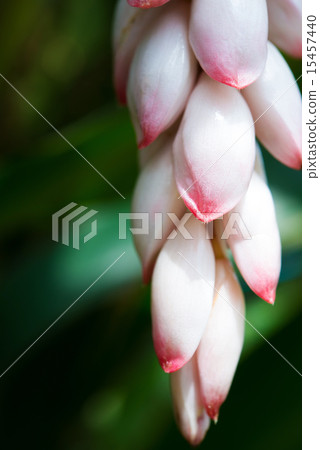 月亮桃花·沖繩花 15457440