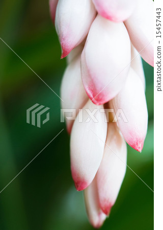 Moon peach blossoms · Okinawa flowers Moon peach blossoms · Okinawa flowers 15457443