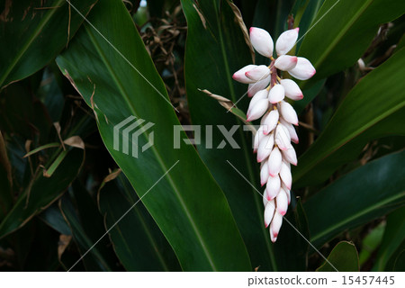 Moon peach blossoms · Okinawa flowers Moon peach blossoms · Okinawa flowers 15457445