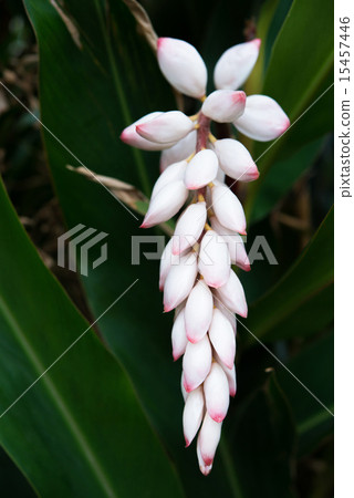 Moon peach blossoms · Okinawa flowers 15457446