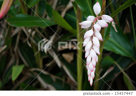 Moon peach blossoms · Okinawa flowers 15457447