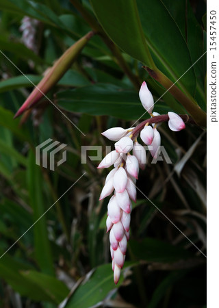 Moon peach blossoms · Okinawa flowers Moon peach blossoms · Okinawa flowers 15457450