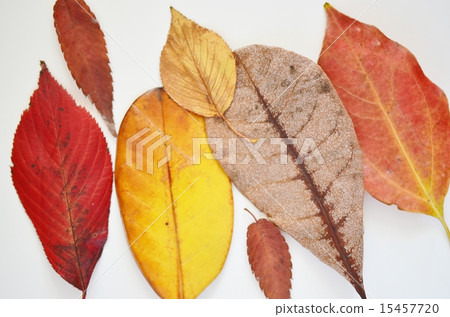 Autumn leaves which foliage leaves 15457720
