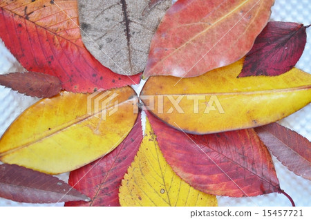 Autumn leaves which foliage leaves 15457721