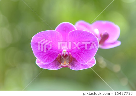 Phalaenopsis orchid  15457753