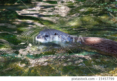 Eurasian river otter Eurasian river otter 15457799