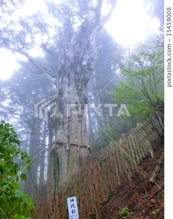 Tamaki神社神社銀座 15459008
