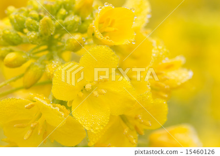 Rape blossoms blooming in the morning mist 15460126