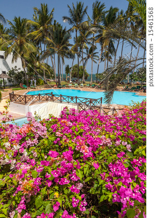 Swimming pool, palm trees, pink flowers and blue sky Swimming pool, palm trees, pink flowers and blue sky 15461568
