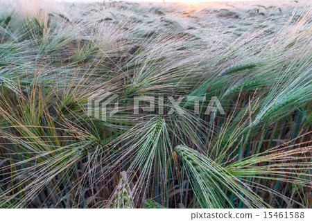 Young wheat growing in green farm field Young wheat growing in green farm field 15461588