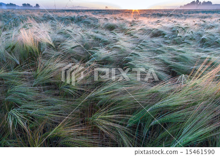 Young wheat growing in green farm field Young wheat growing in green farm field 15461590