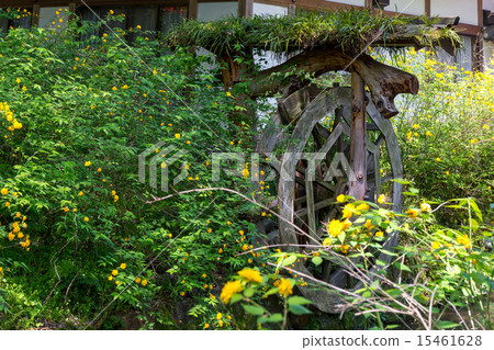 Yamabuki - Matsuo Taisha 15461628