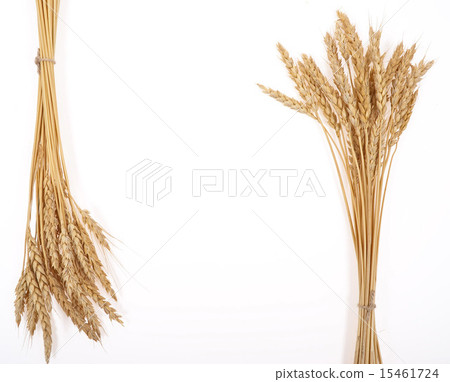 Wheat ears Wheat ears 15461724