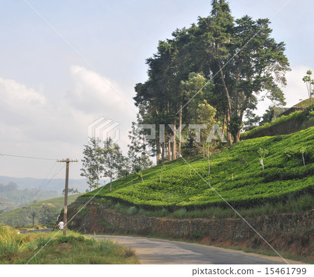 Landscape with tea plantations Landscape with tea plantations 15461799