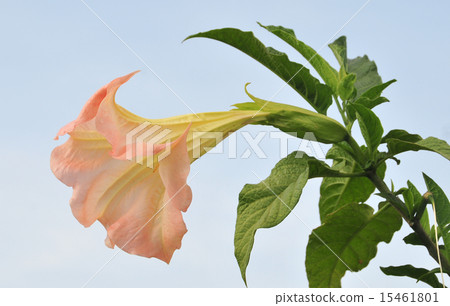 Datura (angel trumpet) flower Datura (angel trumpet) flower 15461801
