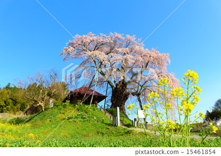 櫻花在上層石頭不可移動 15461854