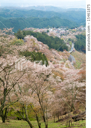 Top A thousand Yoshino cherry trees 15461875