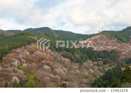Top A thousand Yoshino cherry trees 15461876