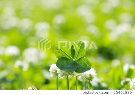 Four-leaf clover middle supported by white flowers Four-leaf clover middle supported by white flowers 15461889