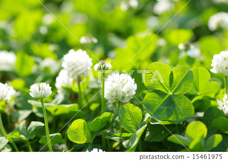 Fortunately lucky four-leaf clover Before faint without refreshing 15461975
